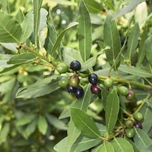 Tüplü Defne Ağacı Laurus Nobilis Fidanı