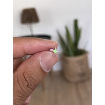 316 L Cerrahi Çelik Tragus Helix Kıkırdak Conch Minimal Kutup Yıldızı Piercing Rose