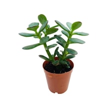 Para Ağacı Çiçeği Fidanı Kaktüs Sukulent 10-20 Cm