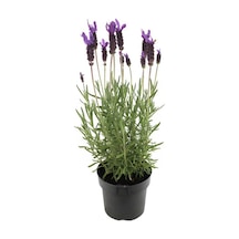 Sinek Böcek Kovucu Bitki Seti Lavanta+biberiye+sarı Kadife Çiçeği 10-20cm Boylarında