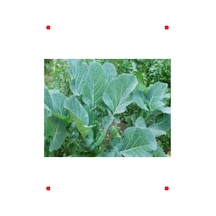 Karadeniz Lahanası Tohumu - 10 Gr
