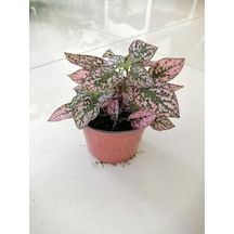 Hostes Çiçeği Hypoestes Çilli Yaprak Çiçeği Puantiyeli 10-20 Cm