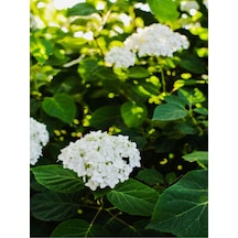Videolu Kartopu Çiçeği Fidanı 1 Adet 30-60cm Saksılı\tüplü Viburnum
