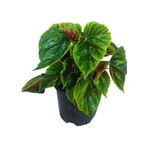 Yağlı Begonya Fidanı 10-20 Cm Begonya Thurstonı