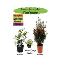 Kırmızı Fırça Çalısı+kokulu Yıldız Yasemin+mezem Çiçeği Peyzaj Seti