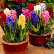 Karışık Renkli Sümbül Mixed Hyacinth Soğanı 3 Adet