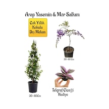 Kokulu Arap Yasemin Çiçeği+mor Salkım Ağacı Fidanı Telgraf Çiçeği Hediyeli Peyzaj Seti