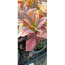 Saksıda Kraton Salon Bitkisi 40/60 Cm