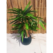 Yapay Bambu Ağacı Sukulent Antrasit Gri Saksıda 30 Cm Boy Çiçek Yeşil
