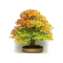 Bodur Bonsai Çınar Ağacı Tohumu Bonsai Tohumu 5 Toh0Um+ Toh