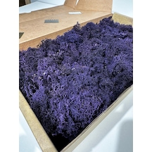 Reindermoss Şoklanmış Norveç Yosunu Terarium Yosunu Mor 500 Gr.