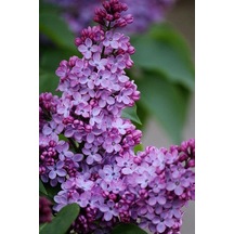 20cm Leylak Fidanı: Bahçenizi Baharla Buluşturun