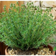 Serada Decor Plant Saksılı Kekik Fidanı Çiçeği 20 Cm -30 Cm
