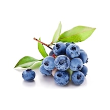 Yaban Mersini Tohumu Blueberry Tohumu Ekim Seti 10 Adet Tohum + Saksı + Toprak