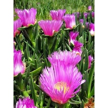 Saksılı Kaz Ayağı Çiçeği Fidanı 10-20 Cm