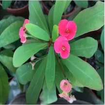 Videolu 1 Adet Pembe Renk Dikenler Tacı Çiçeği 15-35 Cm Saksılı Çiçekli Bodur Bitki Euphorbia Milii