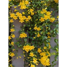 Sarı Çiçekli Yasemin 60 80cm 1 Adet Yasemin Jasminum Mesnyi Esthetic Architecture