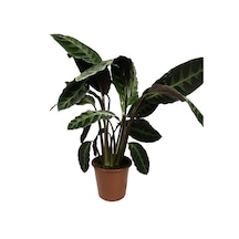 Calathea Warscewiczii (Dua Çiçeği) Ø17 CM Y50-60 CM
