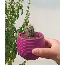 Kaktüs & Sukulent Saksısı 0,55 lt 4 Adet Vişne Renk Elvan Saksı