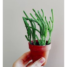 PRENSES ÇAMI CRASSULA MUSCOSA 135 ADET