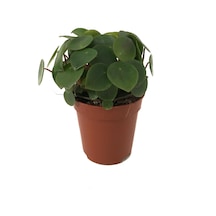 Peperomia Polybotrya (Yağmur Damlası Bitkisi) Ø5,5 CM Y0-10 CM