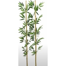 Rüzgar Çiçekçilik 120 Cm Bambu 4 Adet Yeşil