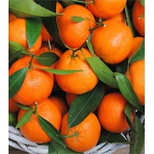 3 Adet Tüplü Yediveren Mandalina Fidanı 3 Yaş