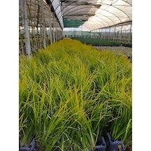 Carex Acarus Bitkisi 10'Lu