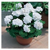 50 Adet Tohum Nadir Bulunan Beyaz Gardenya Çiçeği Tohumu Gardenya Çiçek Tohumu Saksı Toprak Hediyemi