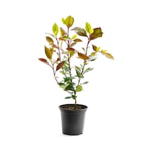 Videolu Alev Çalısı Kırmızı Yaprak 30 50cm 1 Adet Saksılı Dış Mekan Sarmaşık Photinia Serratifolia