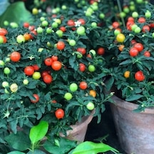 Saksılık Fat Tomato Pepper Tohumu 5 Tohum