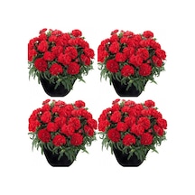 Kırmızı Karanfil 30 50 Cm 4 Adet Saksılı Iç/ Dış Mekan Bitkisi Dianthus Caryophyllus