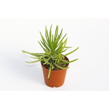 Senecio Barbertonicus Himalaya - 5 Adet Sukulent