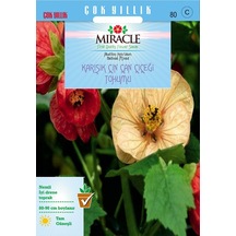 Miracle Karışık Renkli Çin Çan Çiçeği Tohumu 50 Tohum