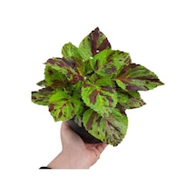 Koleus Solenostemon Yaprak Güzeli Kolyos Çiçeği 10-20 Cm