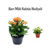 Kadınlar Gününe Özel Turuncu Kalanşo-emel Hanım Çiçeği Sarı Milli Kaktüs Hediyeli