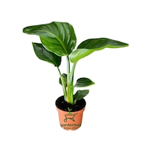 Mini Boy Strelitzia Starliçe Cennet Kuşu Çiçeği 15-30cm 1 Adet Saksılı