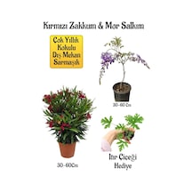 Kırmızı Zakkum Fidanı+mor Salkım Ağacı Fidanı Itır Çiçeği Bahçe Peyzaj Seti