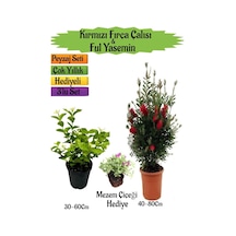 Kırmızı Fırça Çalısı+kokulu Ful Yasemin+mezem Çiçeği Peyzaj Seti