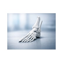 Anatomik İnsan Ayak Kemiği Modeli - Gerçek Mrı Taraması 3d Baskı