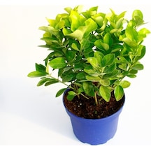 Gold Taflan Euonymus Japonica Aurea Sarı Çit Bitkisi Mavi Sak