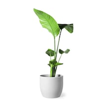 Tek Köklü Starliçe Strelitzia Zarif Salon Bitkisi