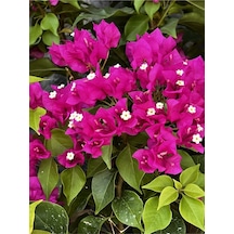 Begonvil Fidanı 40-60 Cm - Fuşya Bougainvillea