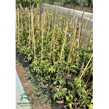 Amerikan Sarmaşığı Kışın Kırmızı Renk 40-70cm Saksılı/tüplü Parthenocissus Quinquefolia