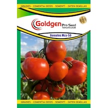 Goldgen Msc-50 Domates Tohumu 1 Paket