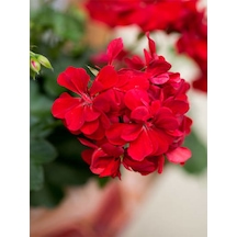 Videolu 1 Adet Kırmızı Sardunya Çiçeği 15-25 Cm Saksılı Çiçekli Bodur Bitkiler Geranium