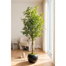 180 Cm Lüks Yapay Zeytin Ağacı - 27x33 Cm Plastik Küre Saksı Beyaz