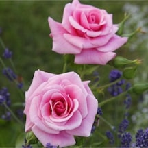 Videolu Pembe Yediveren Kokulu 40 70 Cm 2 Adet Saksılı Aşılı Gül Gül Pink Rose