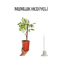 Mor Salkım Çiçeği Fidanı Sevgililer Gününe Özel Mumluk Hediyeli