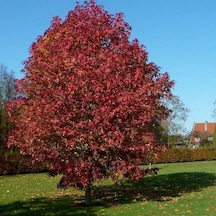 Liquidambar Styraciflua Amerikan Sığlası Tohumu 10 Tohum